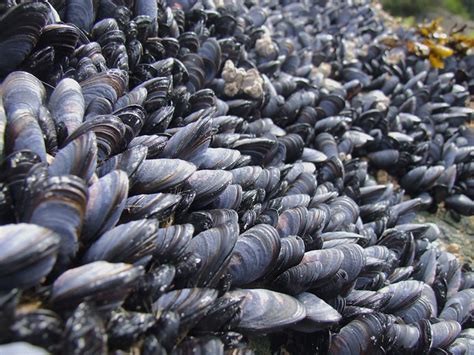 File:Blue mussels.jpg