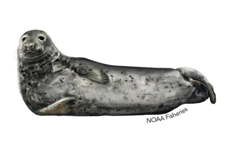 File:Layer Seal.png