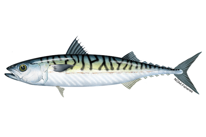 File:Atlantic Mackerel NOAA.png