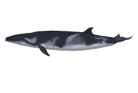 Minke whales - balaenoptera acutorostrata - dwergvinvis.png