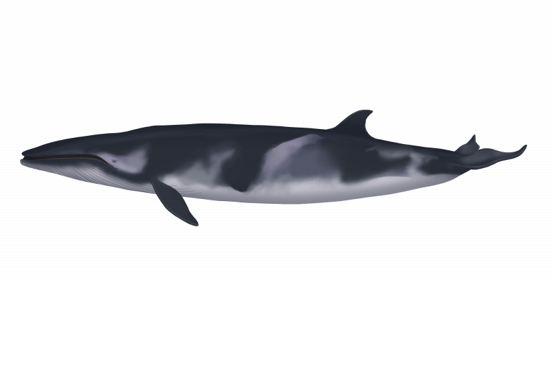 File:Minke whales - balaenoptera acutorostrata - dwergvinvis.png