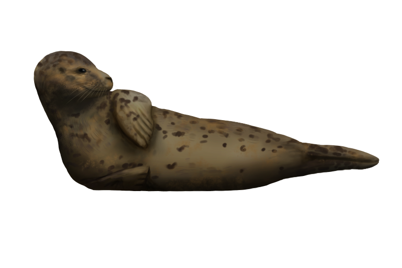 File:Grey seal - halichoercus grypus - grijze zeehond.png