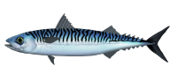 Atlantic mackerel - scomber scombrus - makreel.png