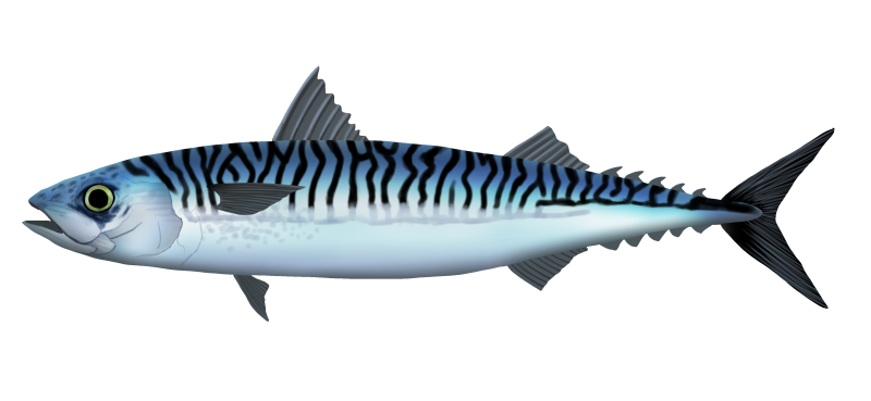 File:Atlantic mackerel - scomber scombrus - makreel.png