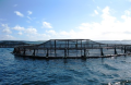 Layer_Aquaculture.png