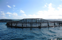 Layer Aquaculture.png