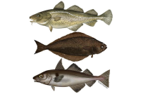 Layer Demersal fish.png