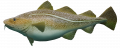 Layer Cod.png