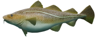 Layer Cod.png