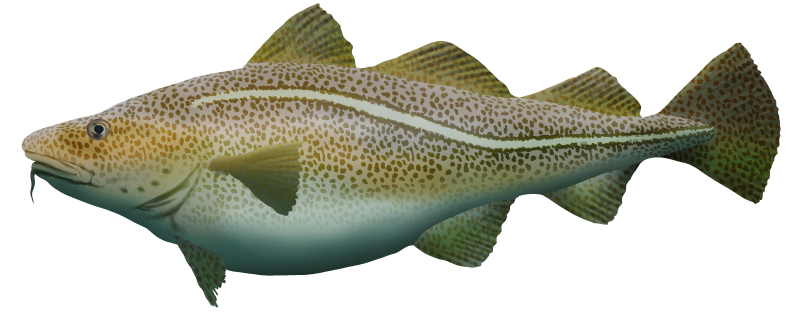 File:Layer Cod.png