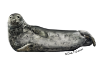 Layer Seal.png