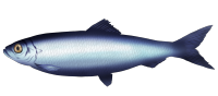Atlantic herring - clupea harengus - haring.png
