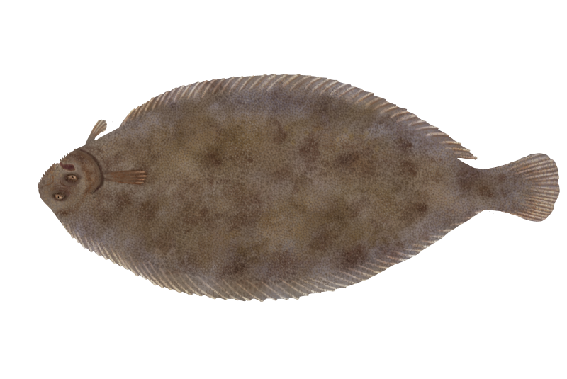 File:Common sole - solea solea - tong.png